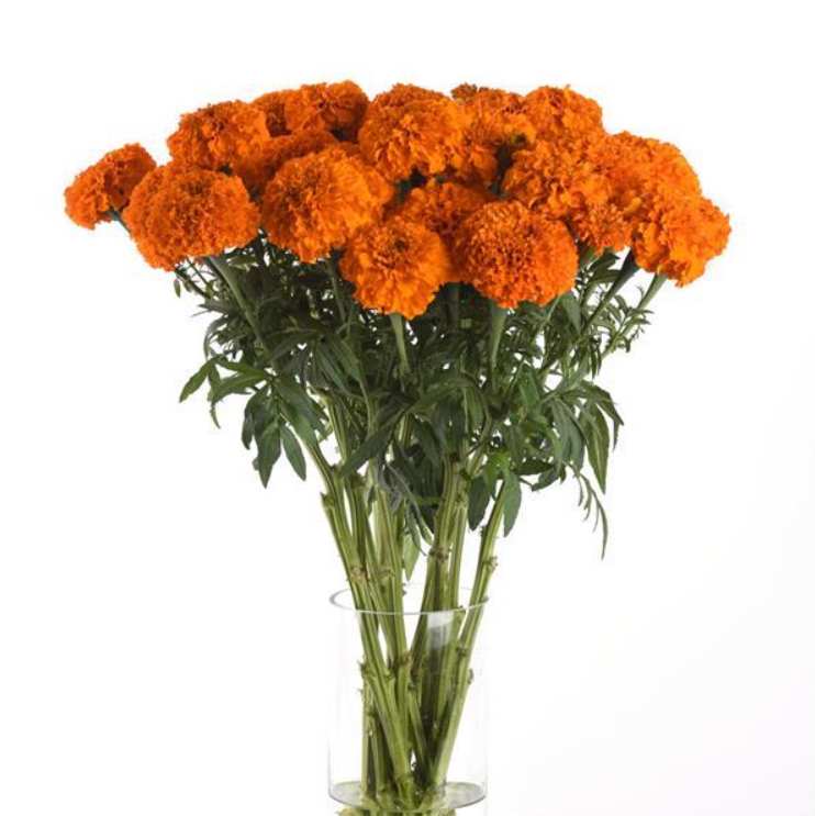 Tagetes Xochi Orange k rezu 20 semien
